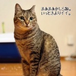 猫とお酒と日々のこと