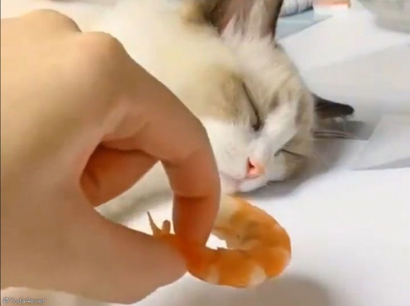 ぐっすり眠る猫の鼻先に大好物のエビを置いてみたら…夢の中でモグモグ