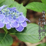フォト短歌游々日記
