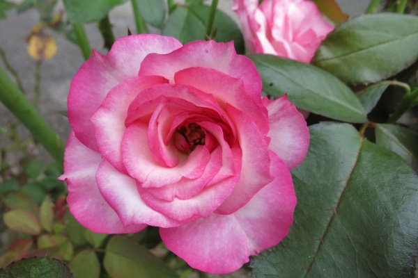 ミセスケイの薔薇コラム サンブリテニア ミセスケイの薔薇コラム サンブリテニア