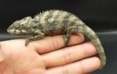 『爬虫類・水性昆虫入荷情報！』の画像