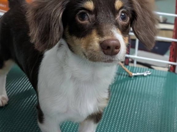 赤坂サカス幸せ一号🩷✌️🩷ダッシュ君