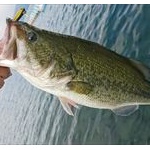 ブラックバス釣りってなんで人気なの？ 	