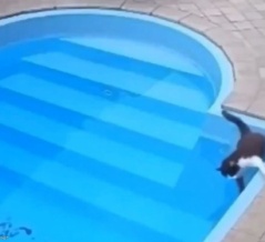 プールに落ちた猫がしばらく溺れかけて…泳げることを思い出す