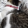 こだわりの琥珀