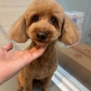 トリミングブログ　シャンプーカット　トイプードル　橋本
