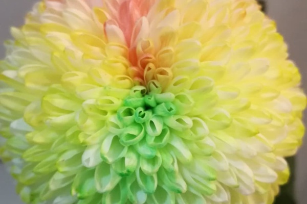 オリジナルカラーな切り花をお届け アートフラワーカメレオン レインボーフラワー