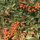 2025年 11月 金沢サロンのご案内です🍀