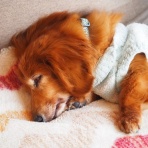 花とワンコな日々