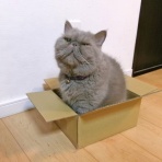 ”猫おでん”あり〼。