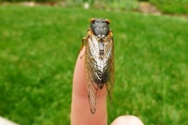 お星様のなんでも探検 - セミ