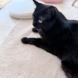 『まろくんのお怪我・その後『馬尾症候群』』の画像