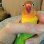 ボタンインコのボン、ぐり、チェル、イブ