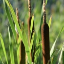 １１月１０日は何の日？