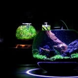 『ミジンコ銀河 Daphnia Galaxy』の画像