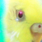 琥珀蘭柚子blogインコの秘密基地２