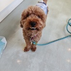 幸せの架橋 in 岡山