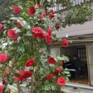 高知から花、花、花を。