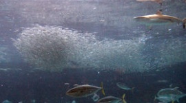 水族館のGW企画、イワシ2万匹を水槽に投入 → サメ、アジに食べられて残り数百匹に 飼育員「あいつら、成長して変わってしまった…」