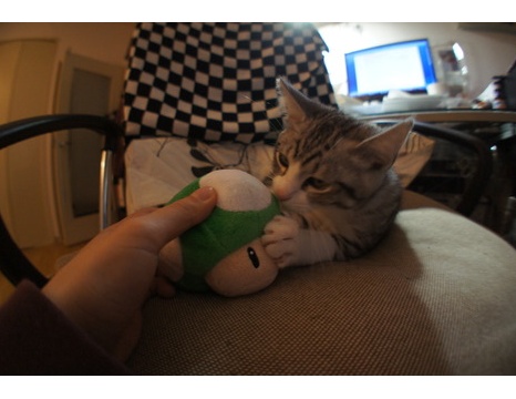 ツンギレ猫の日常 Number40 旧