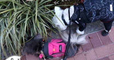 散歩拒否を祈った朝と、協力してくれた犬たち