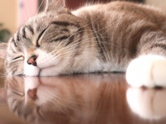 最近飼ってたネコが死んだワイ、誰も居ない部屋なのについネコの名前を呼んでしまう