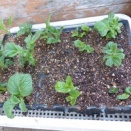 ジャガイモの定植と出芽