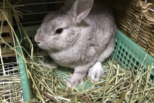 うさぎのきた道 爪切り