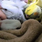 オカメインコ暮らし