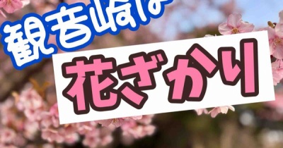 観音崎に花を愛でに。