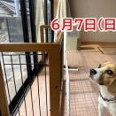 不調でもスパルタ、そしてアジサイ