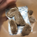 おめでとう！カブトムシの研究で文部科学大臣賞