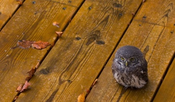 【枯葉】秋の動物画像を貼っていく