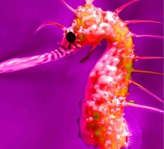 デスノオトシゴ、今年もデモォン湾で死を大放出