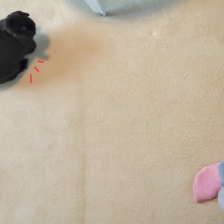 ぶーにーの暮らし