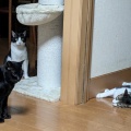 ３にゃん　２にゃん