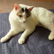 ものは考えよう。と、レッドの波石つくりました。