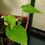 blog：自然と四季を楽しむ
