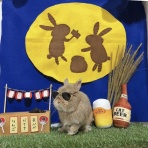 うさぎブログ　うさぎのしっぽ公式ブログ「日々しっぽ」