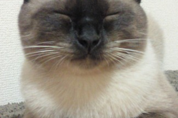 うみブログ シャム猫