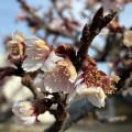 2月5日開花状況