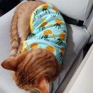 今度はパイナップル･･･