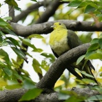 野鳥は可愛い♪ ２