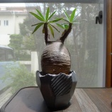 �إ��饭�ꥹ�����٤β���