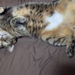 馴れていない成猫の幸せへの道