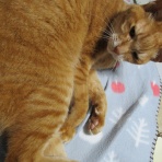 だいちゃんとはなちゃんの猫日記