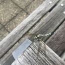 火曜日の雨