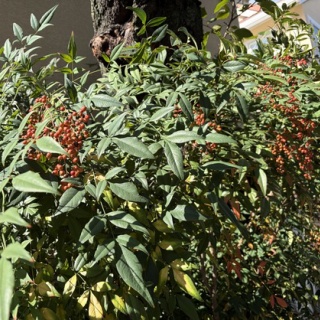 Mikageマダムの夕食レシピ