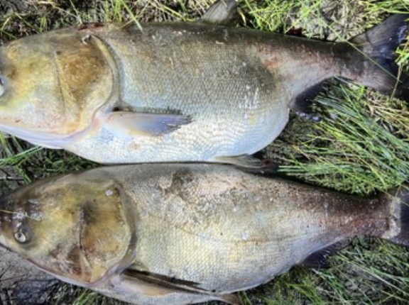 謎のクリオネ、新種「ジャポニカ」と命名　日本海で進化