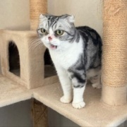 テレビが好きな猫と薬を飲まされるのが嫌いな猫